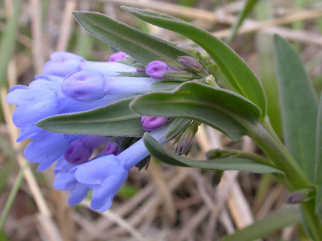 Image of oblongleaf bluebells