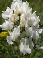 Image of white locoweed