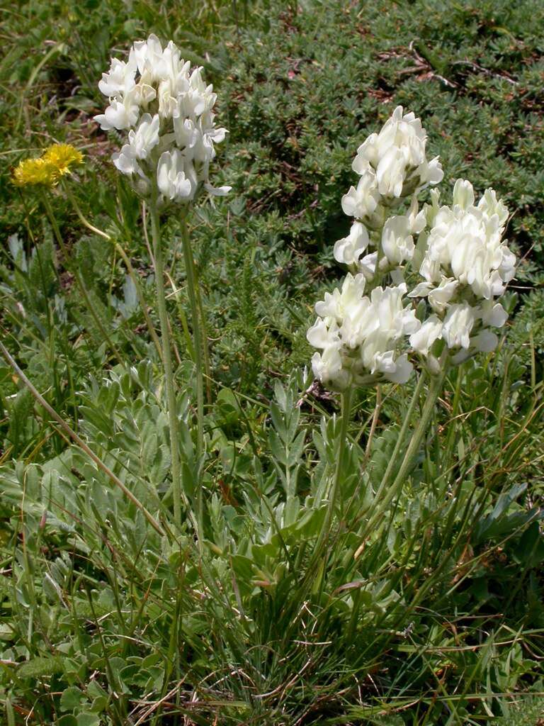 Image of white locoweed