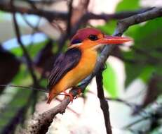 Image of Black-backed Kingfisher