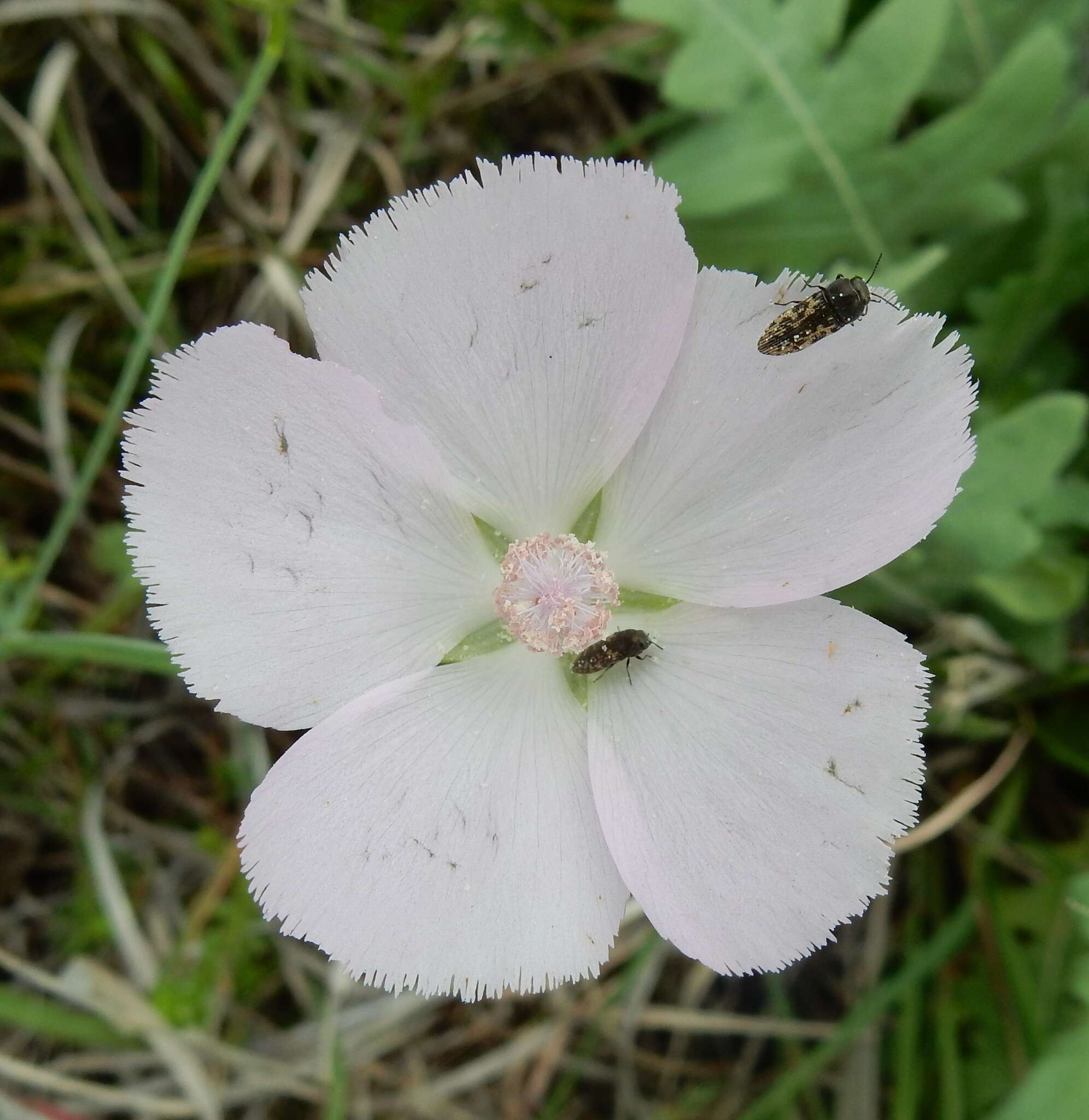 Image de Callirhoe pedata (Nutt. ex Hook.) A. Gray