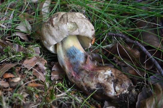 Image of Scarlet-stemmed Bolete