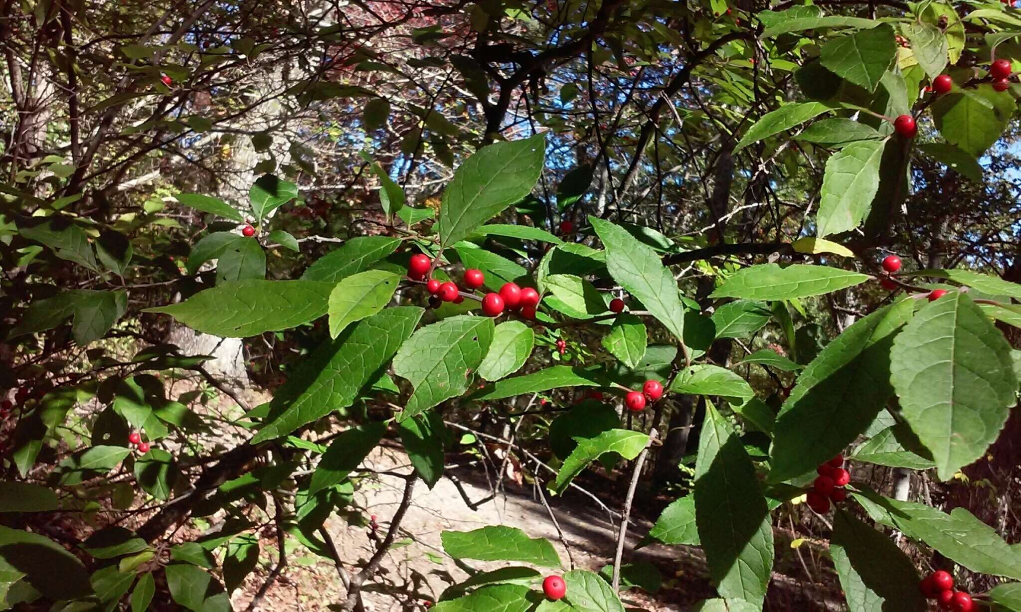 Image of Michigan holly