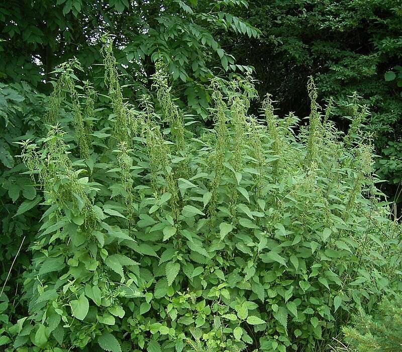 Image of Common Nettle