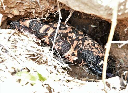 Image of Reticulated gila monster