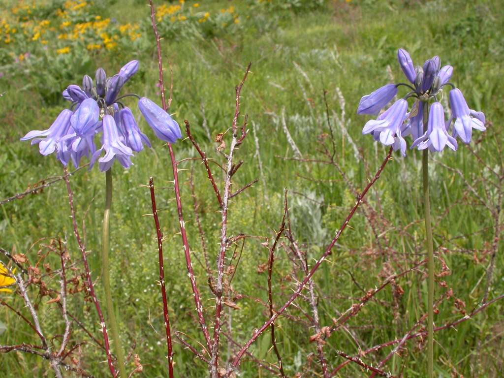 Image of largeflower triteleia