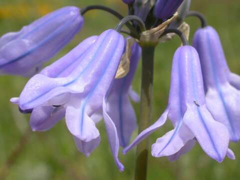 Image of largeflower triteleia