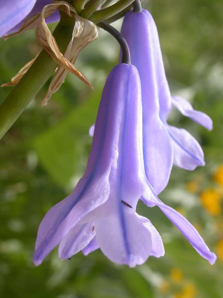 Image of largeflower triteleia