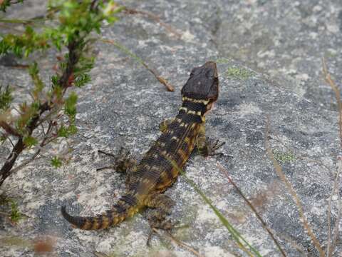 Image de Pseudocordylus microlepidotus microlepidotus (Cuvier 1829)