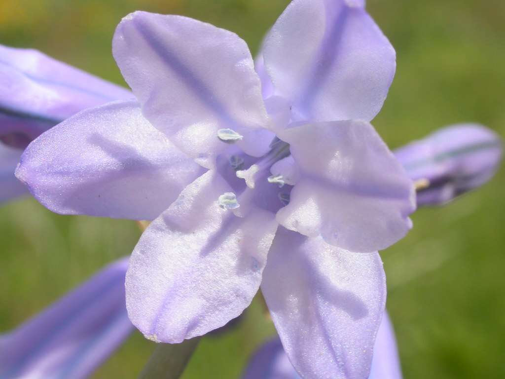 Image of largeflower triteleia