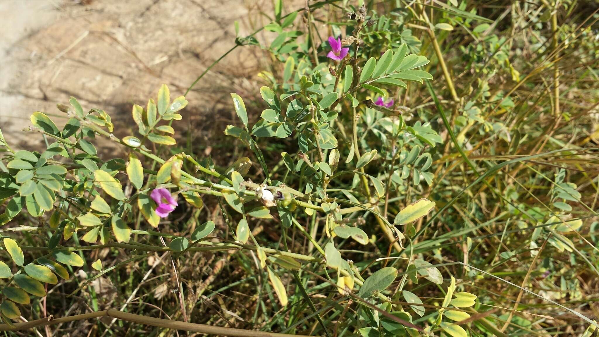 Image de Tephrosia purpurea (L.) Pers.