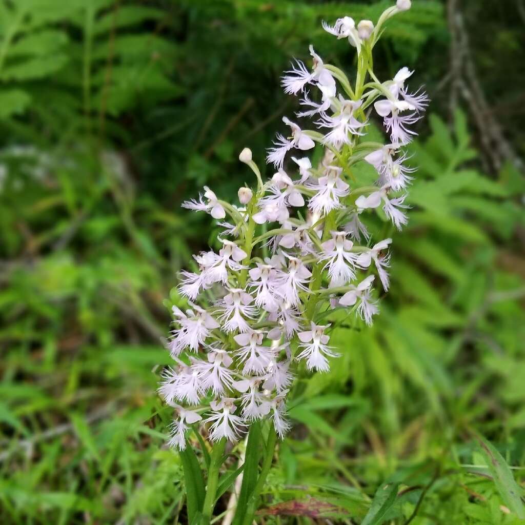 Слика од Platanthera keenanii P. M. Br.