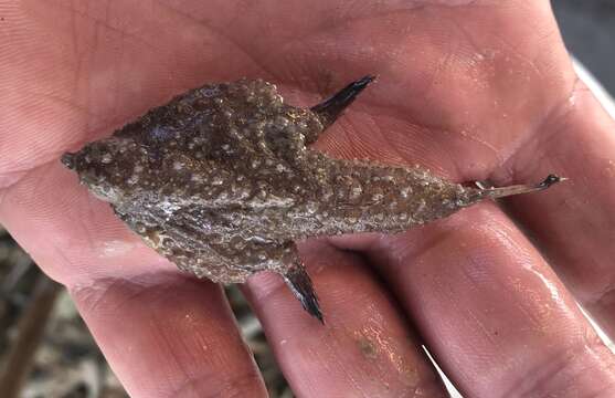 Image of Slantbrown Batfish