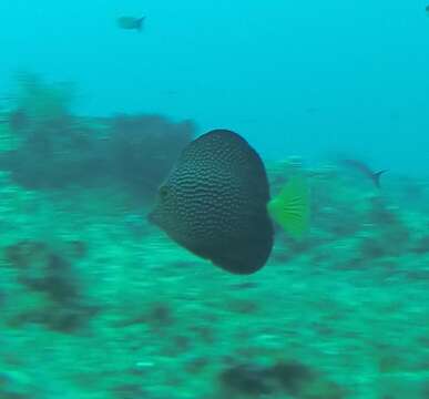 Image of Gem Surgeonfish