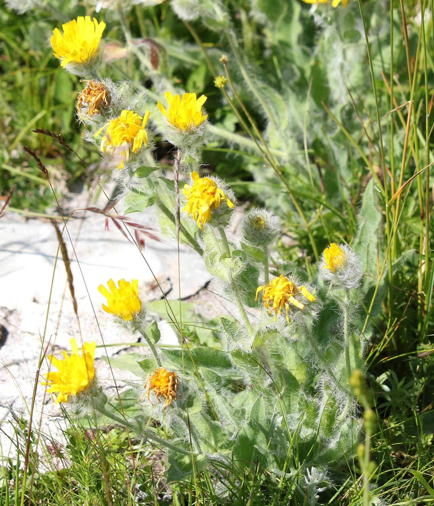 Image of woolly hawkweed