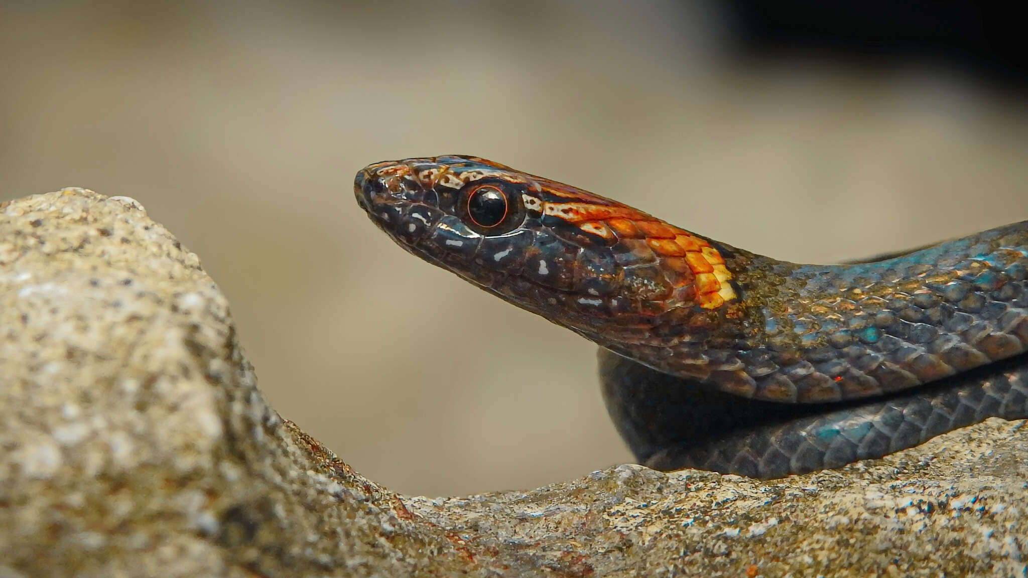 Image of Rustyhead Snake