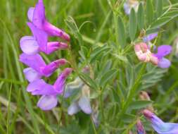 Image of American vetch