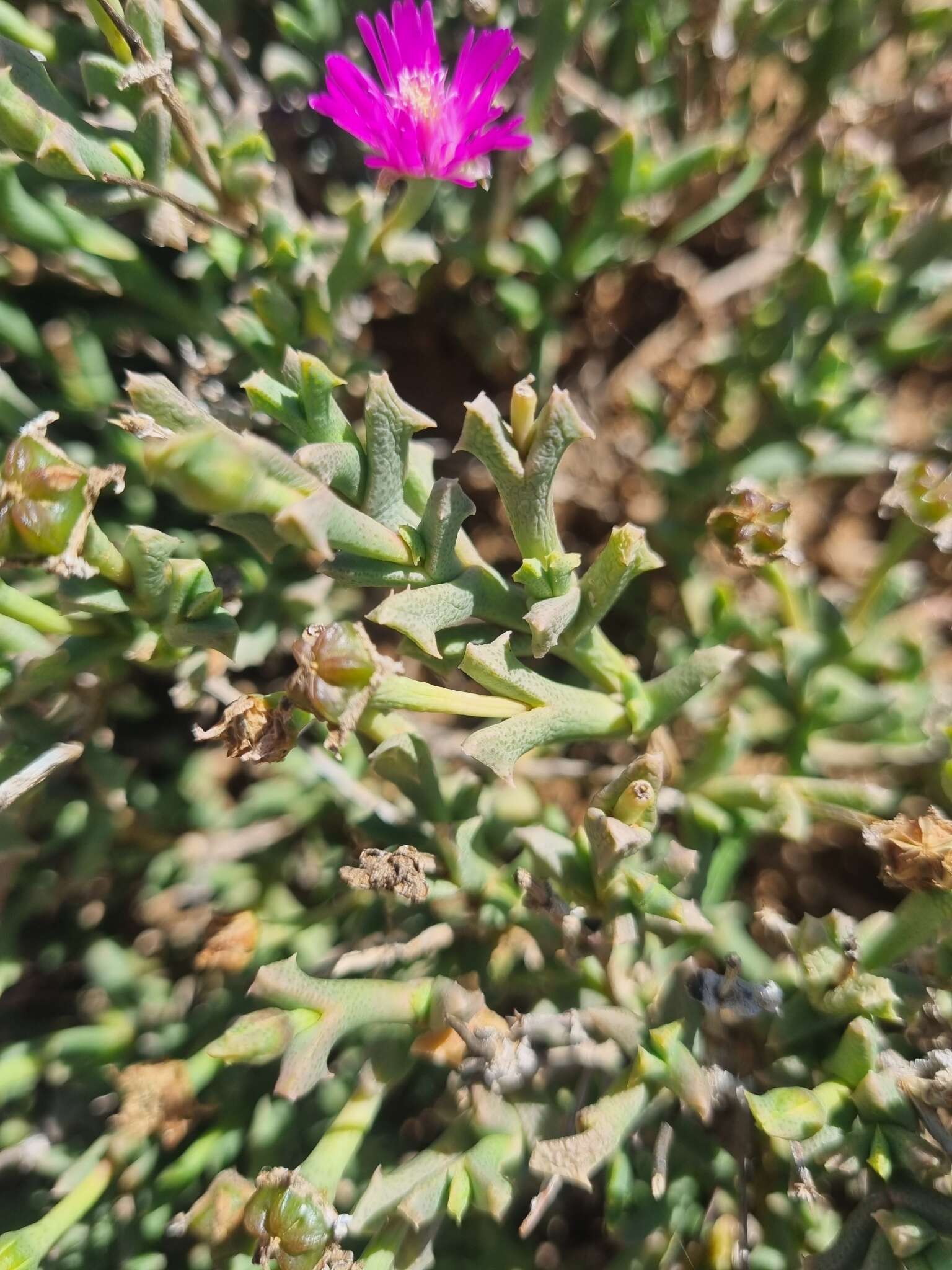 Imagem de Ruschia vanderbergiae L. Bol.