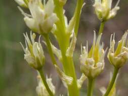 Image of meadow death camas