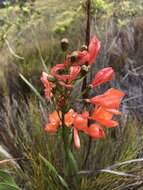 Imagem de Pillansia templemannii (Baker) L. Bolus