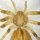 Image of Philodromus praedatus O. Pickard-Cambridge 1871