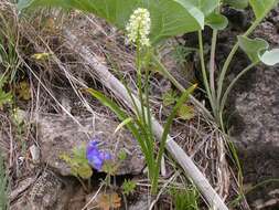 Image of meadow death camas