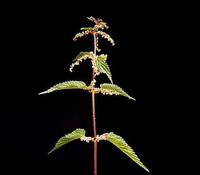 Image of Common Nettle