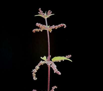 Image of Common Nettle