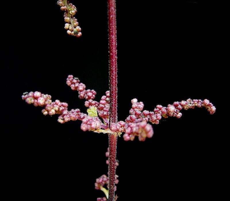 Image of Common Nettle