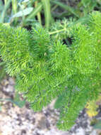 Image of Thapsia asclepium subsp. asclepium