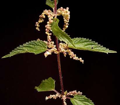 Image of Common Nettle