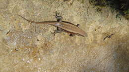 Image of Common Sun Skink