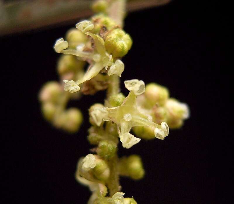 Image of Common Nettle