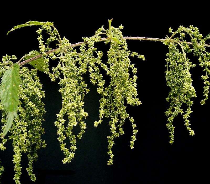 Image of Common Nettle