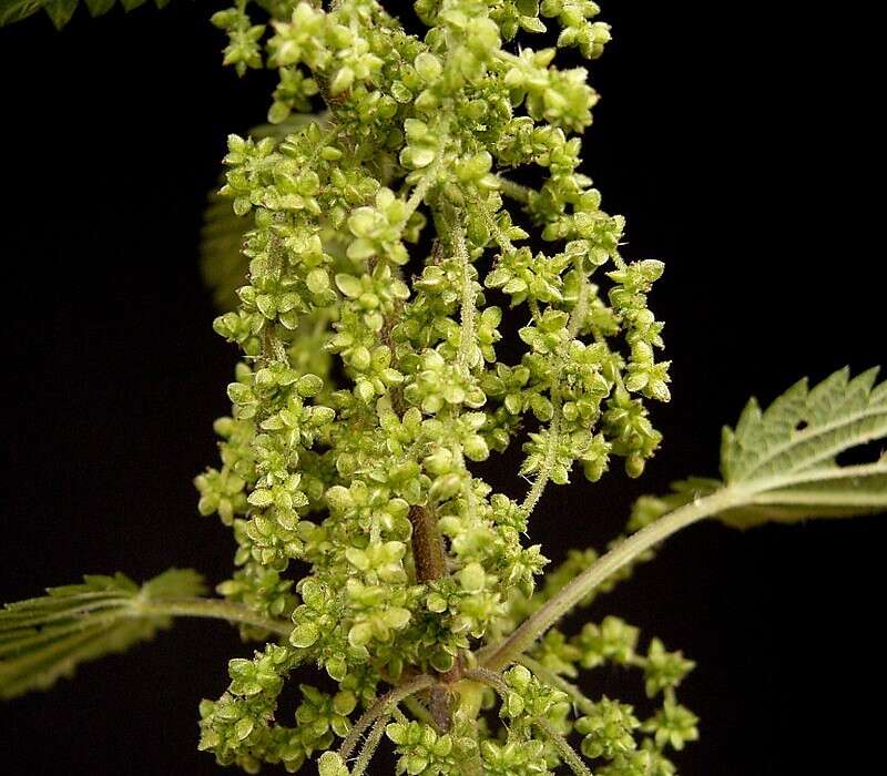 Image of Common Nettle