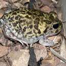 Image of Painted Burrowing Frog