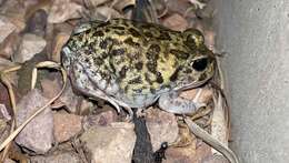 Image of Painted Burrowing Frog