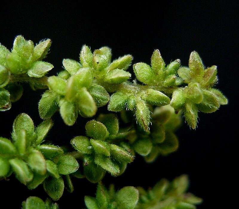 Image of Common Nettle