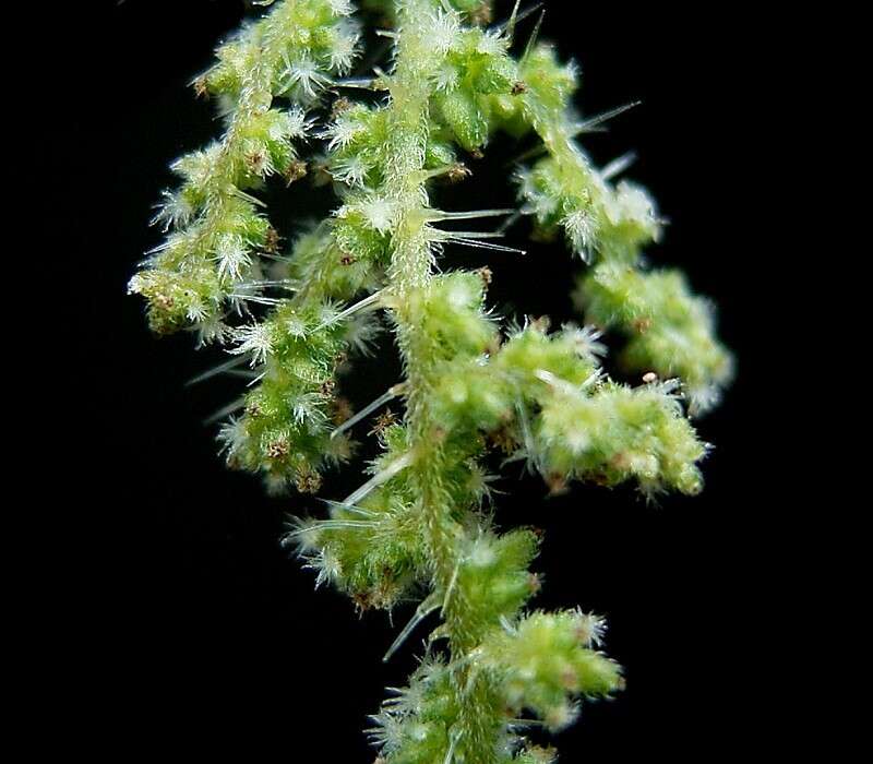 Image of Common Nettle