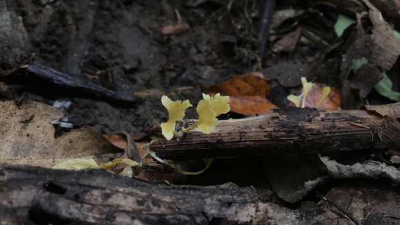 صورة Cotylidia aurantiaca (Pat.) A. L. Welden 1958