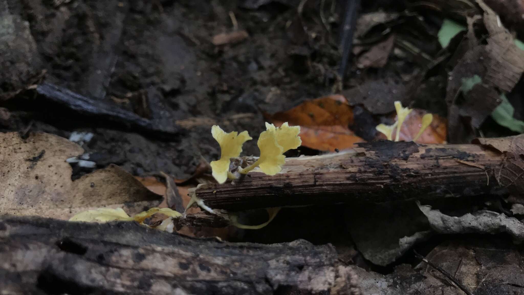 Image de Cotylidia aurantiaca (Pat.) A. L. Welden 1958