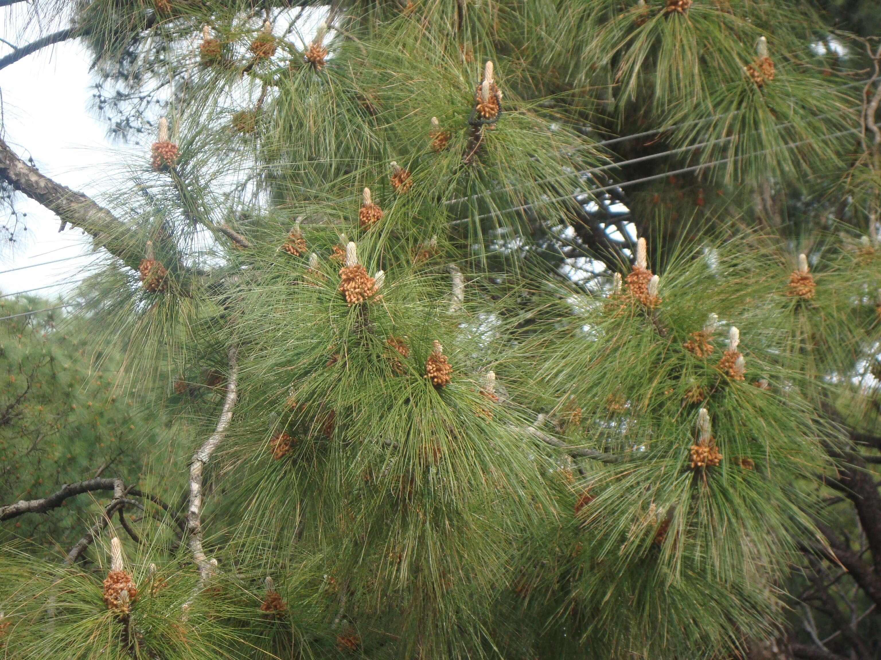 Image of Cheer pine