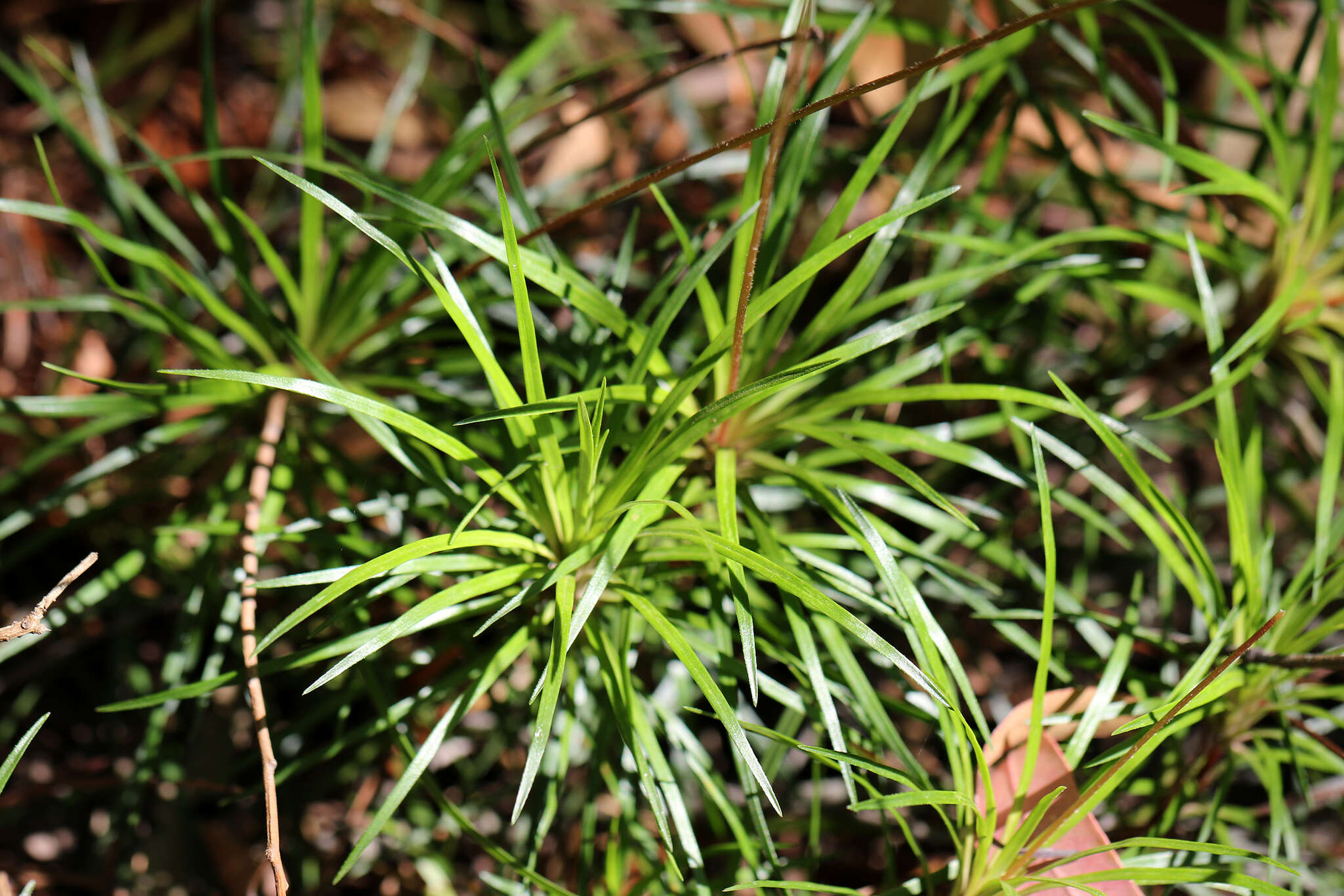 Image de Stylidium productum M. M. Hindmarsh & D. F. Blaxell