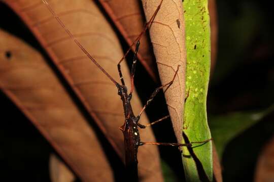 Image of Pseudophasma andreaszomproi (Zompro 2004)