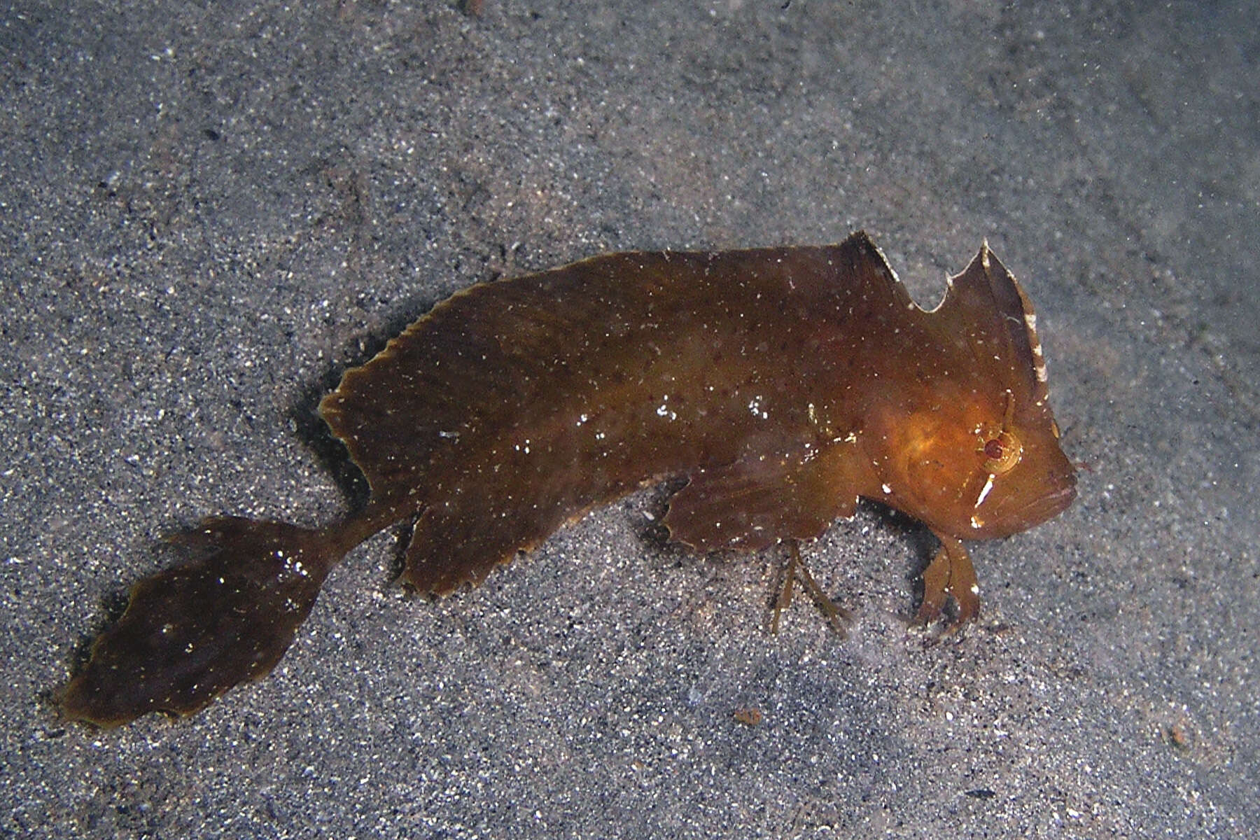 Image of Crested weedfish