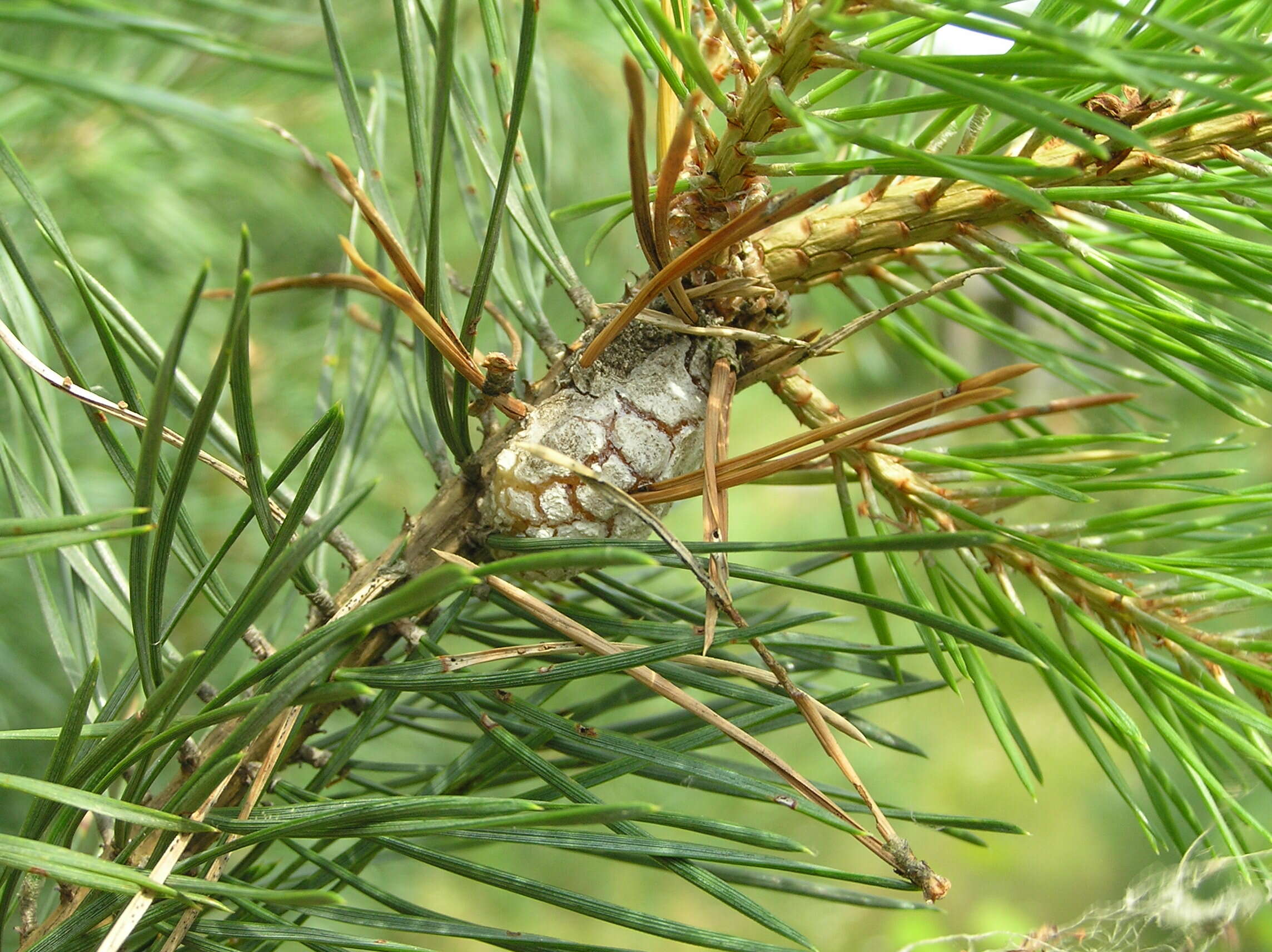 Image of Pine Resin Gall Moth