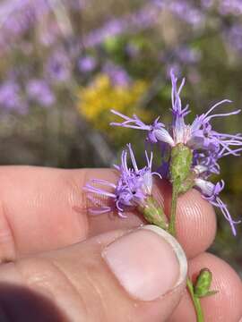 Image of grassleaf gayfeather