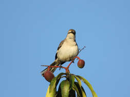 Image of Northern Mockingbird