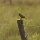 Image of Brown-and-yellow Marshbird