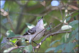 Image of Northern Mockingbird